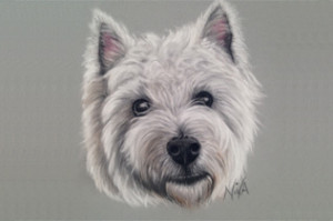 Pet Portraits